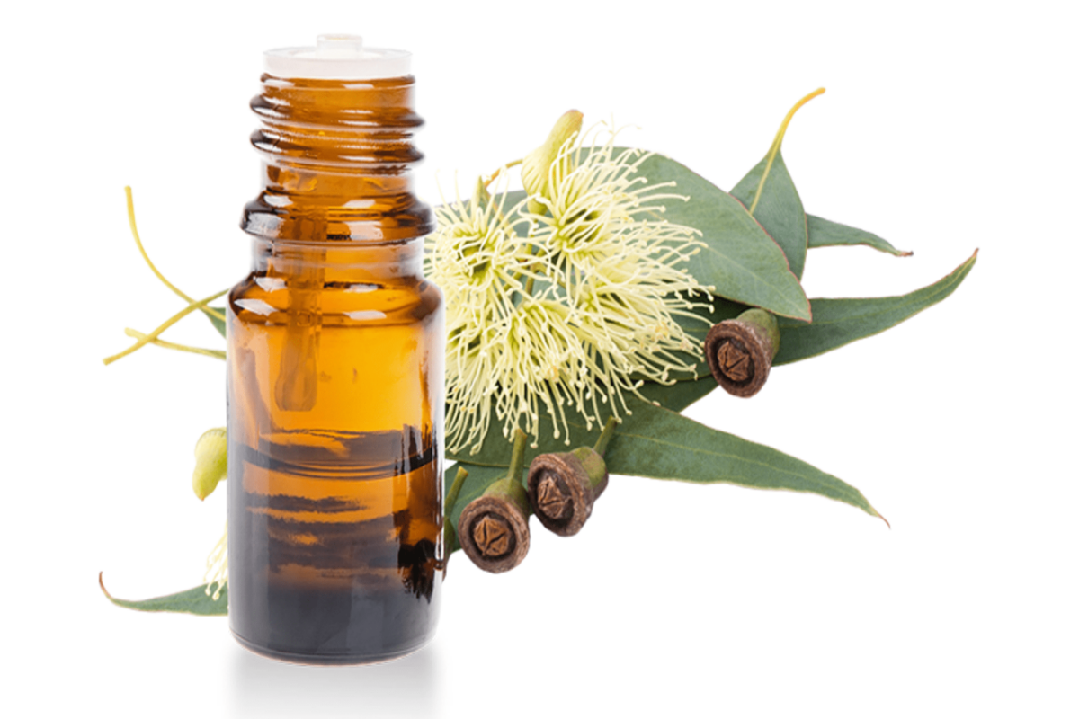 Eucalyptus Oil