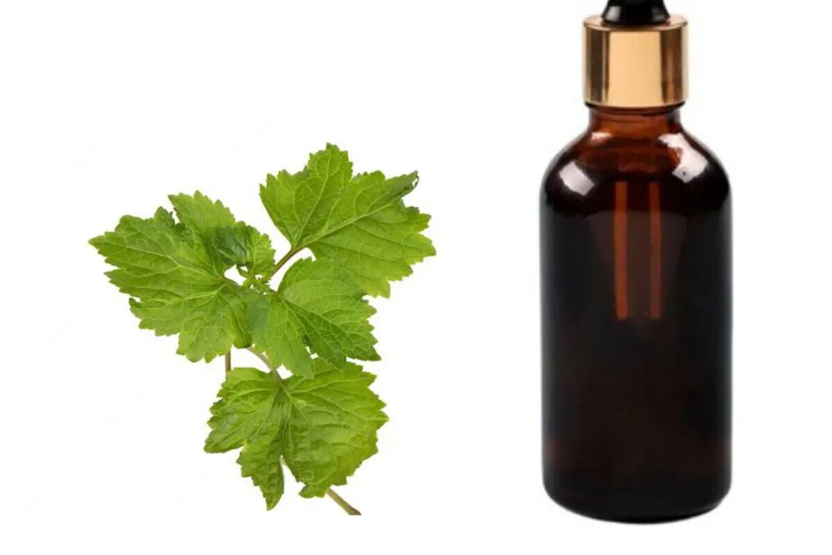 Patchouli Oil