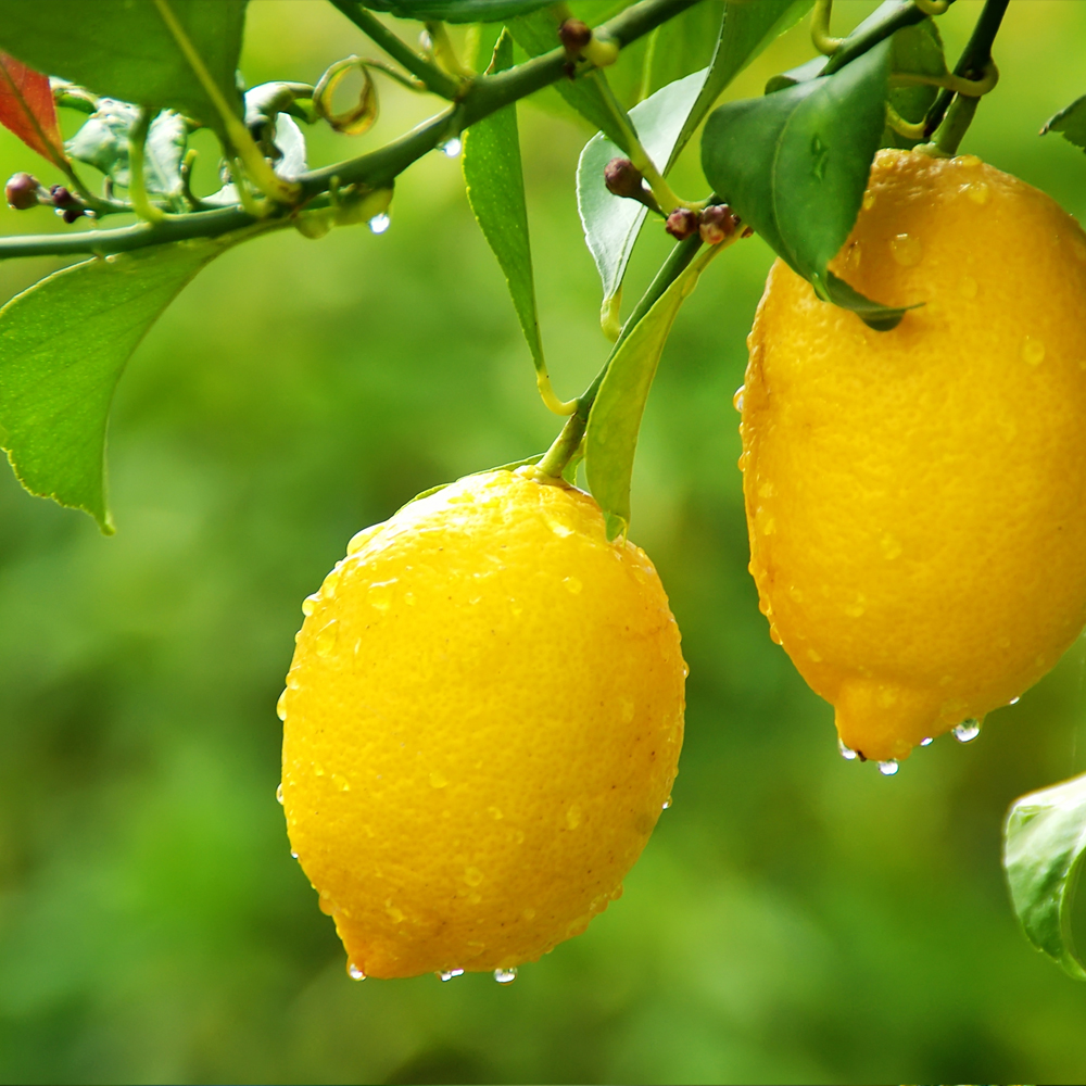 Lemon Essential Oil – Farm Fresh Oils Lemon Essential Oil – Farm Fresh Oils