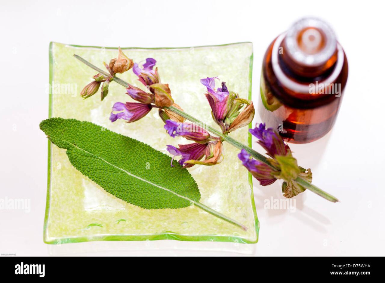 A Bottle of Clary Sage Essential Oil with Blooming Clary Sage Stock ...